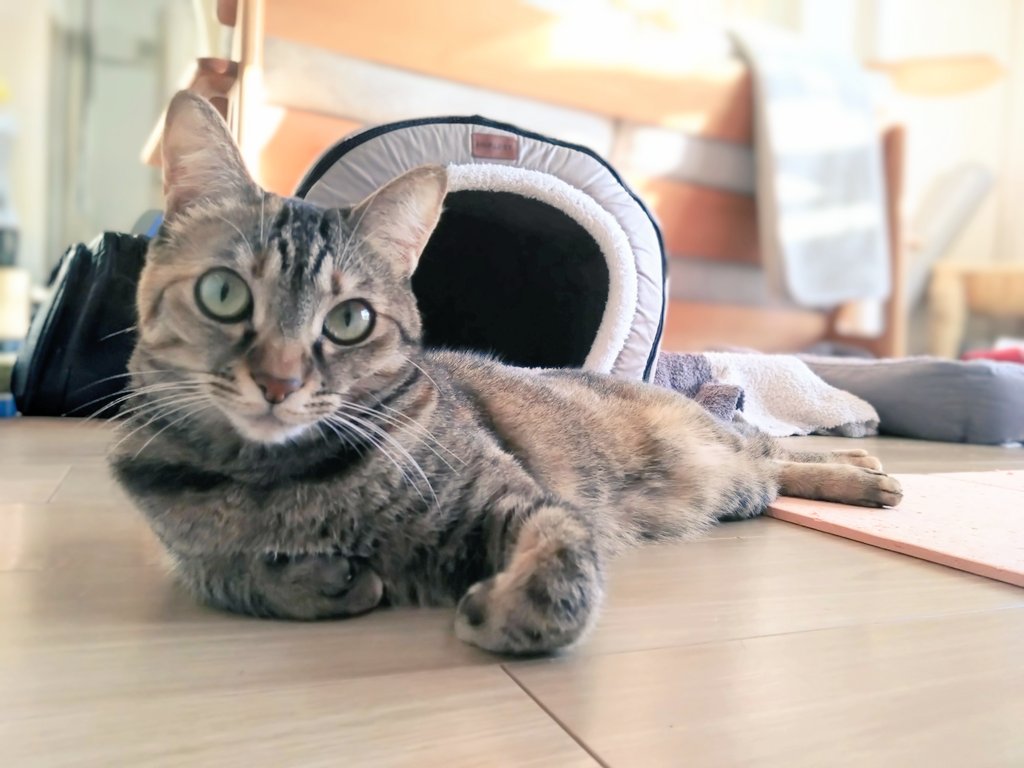 猫、飼い始めました (@D21nyankoro) / Posts / X