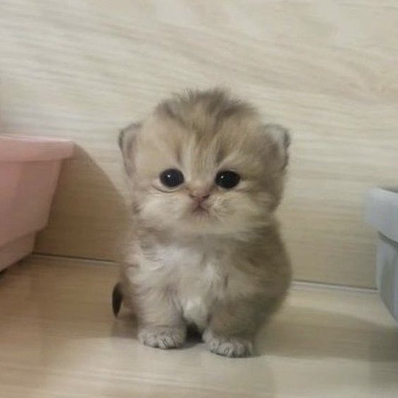 lknyangie's tweet image. my shayla..