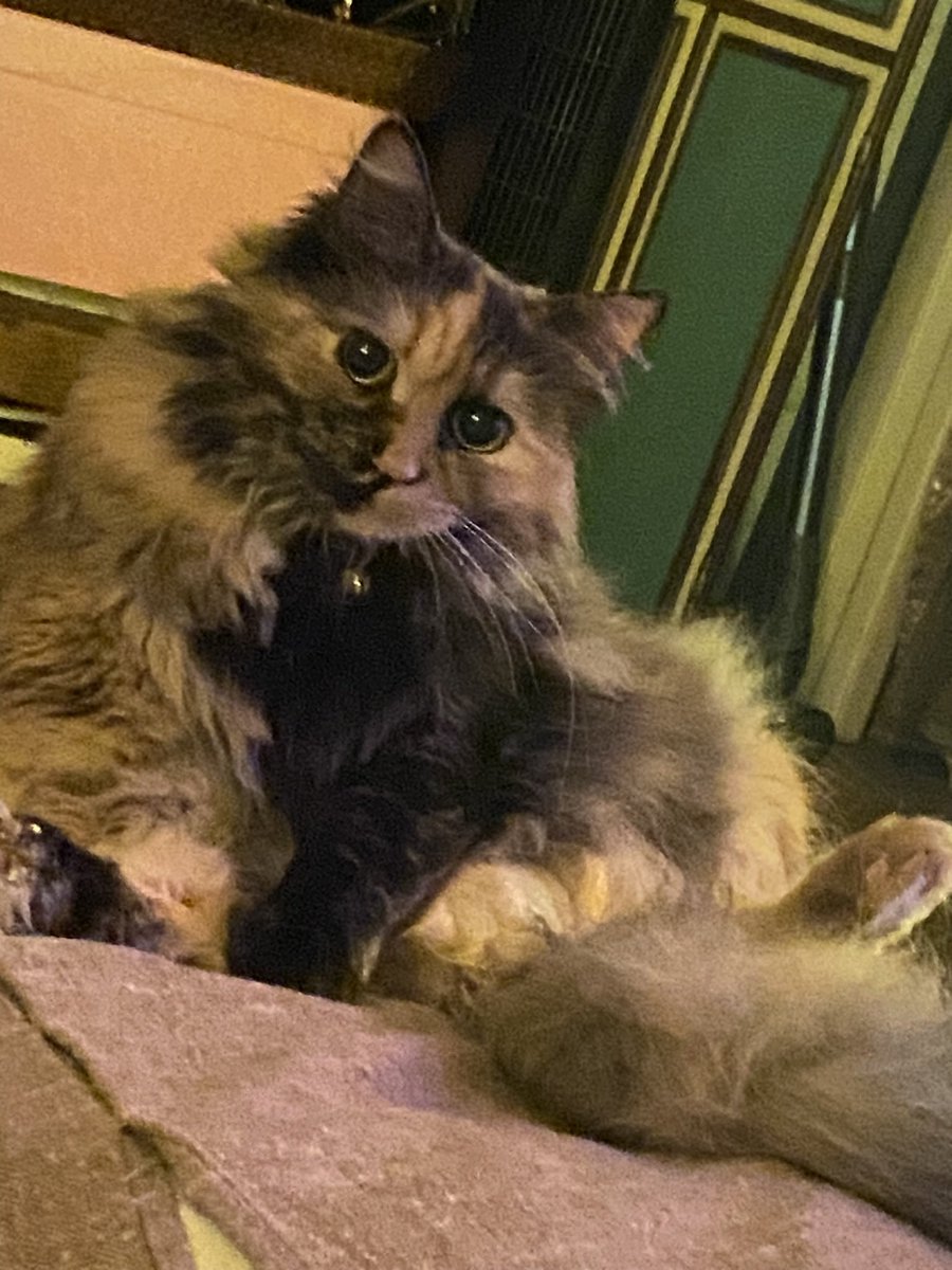 cori_69's tweet image. Lolita che si stava facendo la toilette ma io sono perfida e l’ho inquadrata #strikeapose #cat