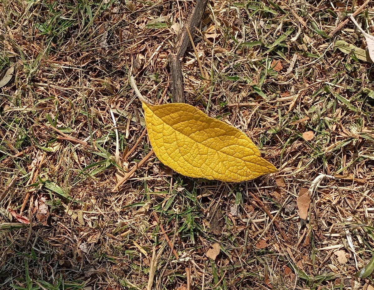 Qué belleza de hoja!!!
La foto no ayuda mucho, pero el color dorado las nervaduras, su forma...es bellísima