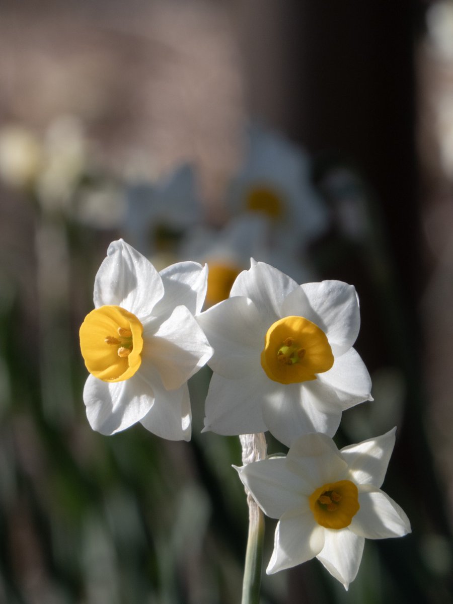 静かな透明感 #tz99 #水仙