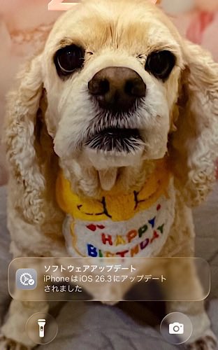 OriPi_OnlyP's tweet photo. 今日も元気に朝5時からおなかすいたアピールしてきた🐶
（食べてふかふかに潜って顔出し寝💤）

iPhoneアプデきてます📱
#アメリカンコッカースパニエル
#iOS263 https://t.co/Q5wXNnDhj2