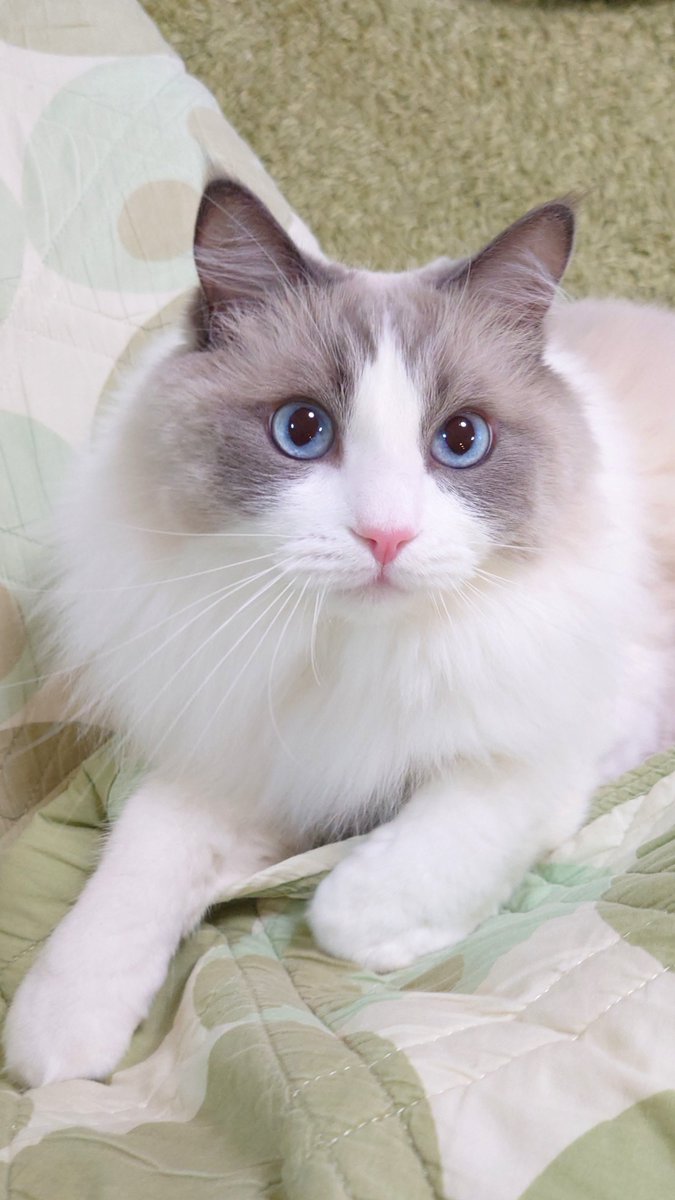 夢中で遊んでる時のおめめキラキラすぎる