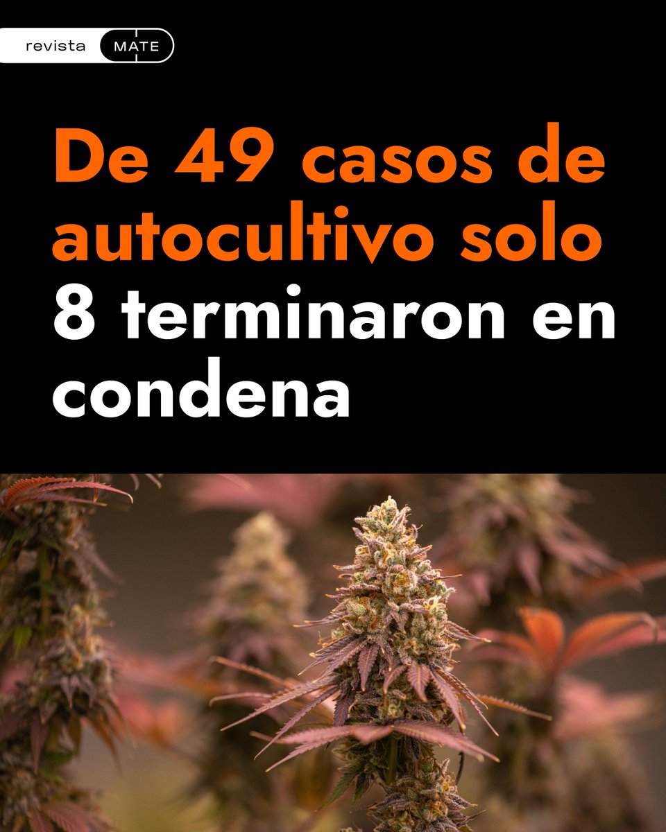 El circuito penal del autocultivo en Arg 👉revistamate.com.ar/allanar-penal-…