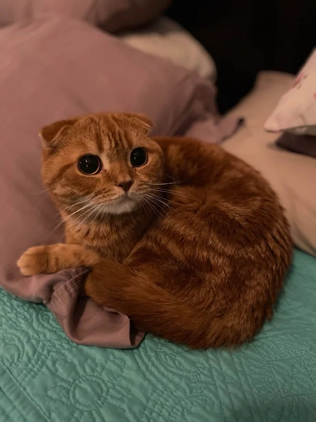 Fuwafa 🥞🐾 tweet media