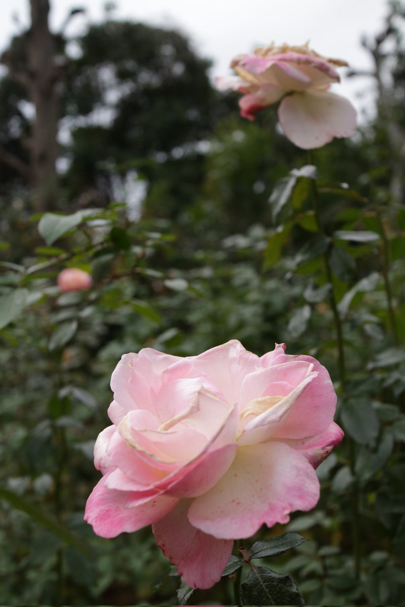 CDI881's tweet photo. 段階🌹🌹🌹
#バラ
#薔薇
#横浜イングリッシュガーデン
#秋バラ
#EOSM3
#222で切り取る私の世界 https://t.co/oRGiXsVII2