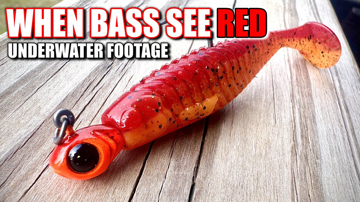 Make them SEE RED!
bit.ly/3Oc571W

#bassgeek #bassfishing #redbaits #fishing #fishingtips #fishingvideos #spinnerbait #swimbait #minnow #BizzBaits