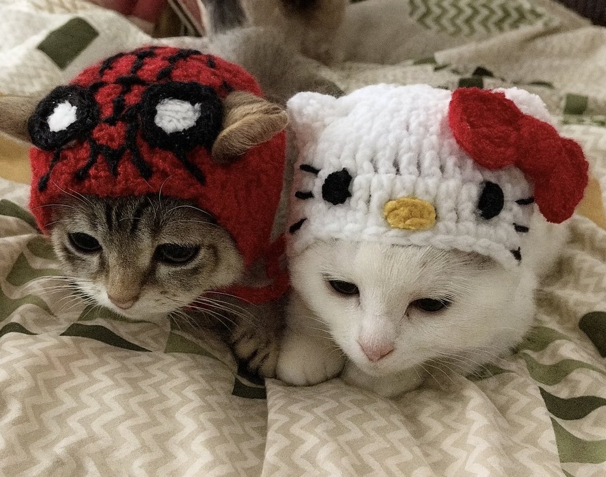 cats.jpg (@catsdotjpg) on Twitter photo 