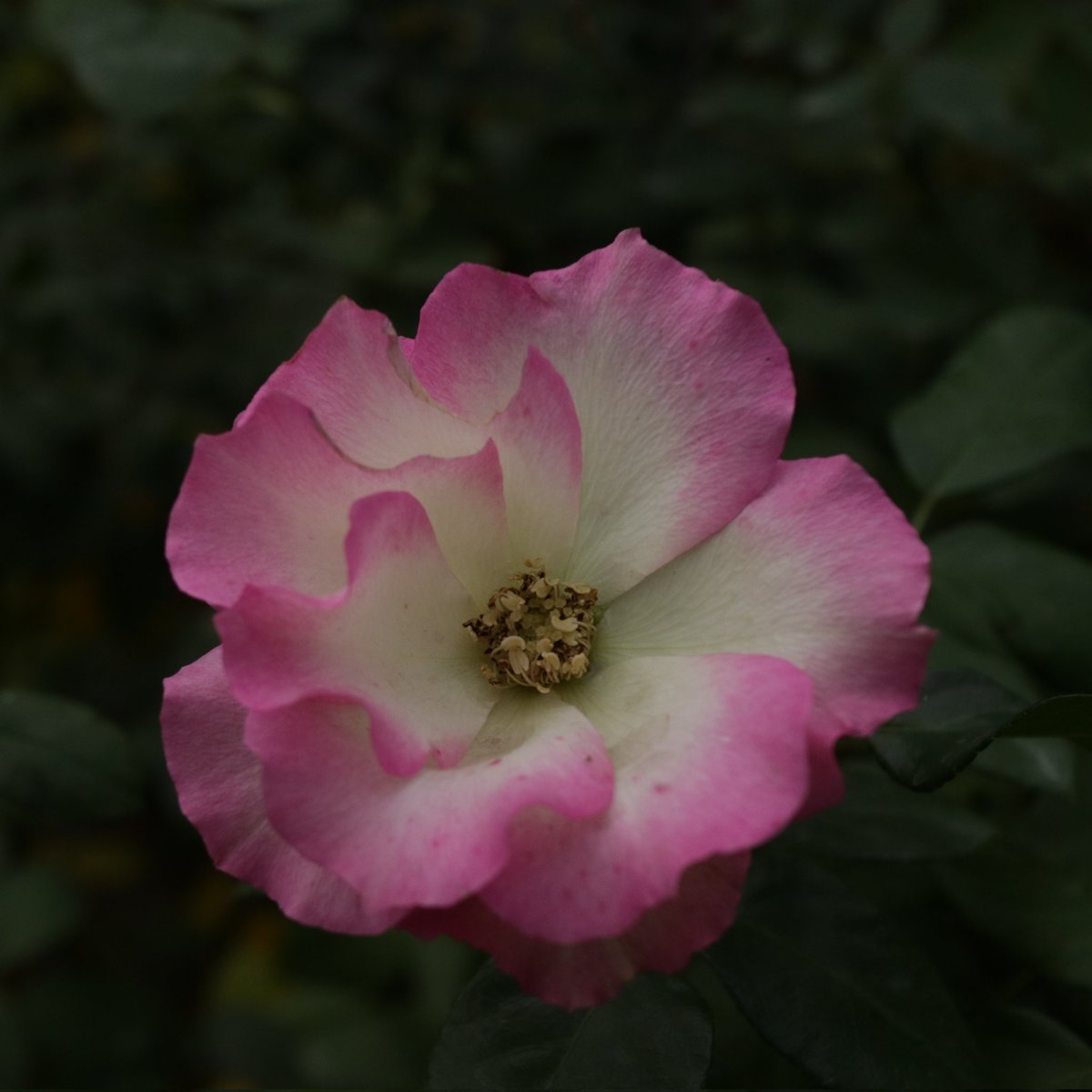 CDI881's tweet photo. 今日のスクエアは暗がりより🌹
#バラ
#薔薇
#横浜イングリッシュガーデン
#秋バラ
#EOSM3
#222で切り取る私の世界 https://t.co/jGQ74BTiNO