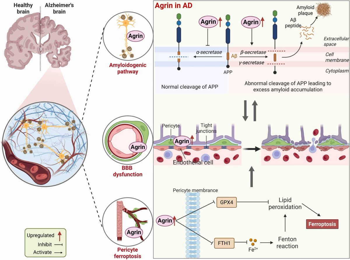 Agingdoc🩺Dr David Barzilai🔔MD PhD MS MBA DipABLM tweet media