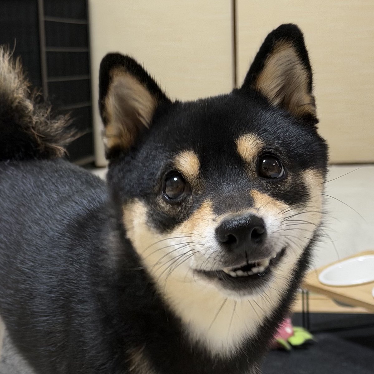 黒豆柴のサスケ (@kuromamesasuke) / Posts / X