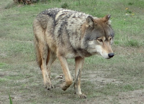 ceskeparky's tweet photo. Návrat divočiny do Orlických hor 🌲
Orlické hory znovu slyší vlčí vytí. 🐺
https://t.co/kbRsW5ijk2
Vlčí stopy ve sněhu, konkrétní pomoc v realitě – náš Wolfie merch na webu https://t.co/jpR25TJzwk podporuje ochranu přírody.
#divocina #vlci #ceskeparkycz https://t.co/ZLG0YlB1Ly