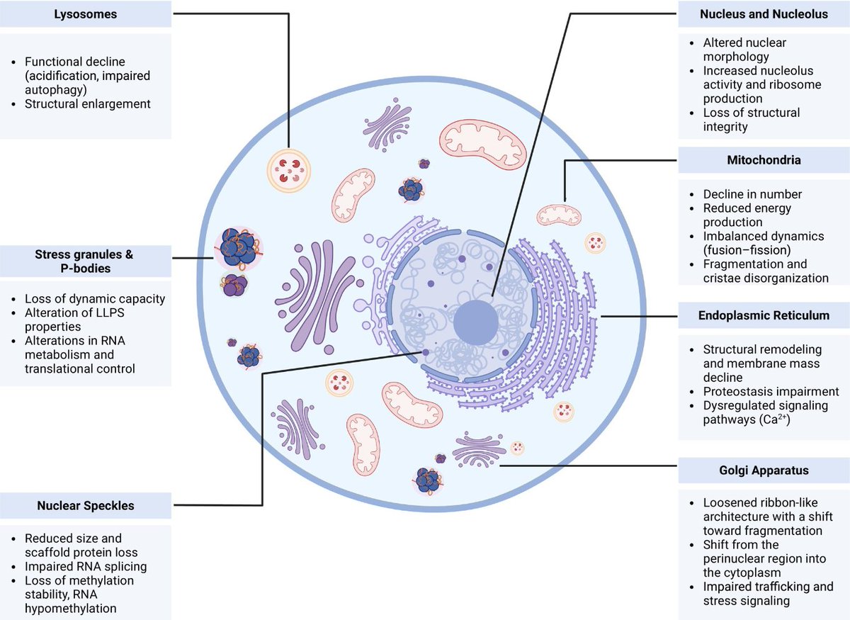 Agingdoc🩺Dr David Barzilai🔔MD PhD MS MBA DipABLM tweet media