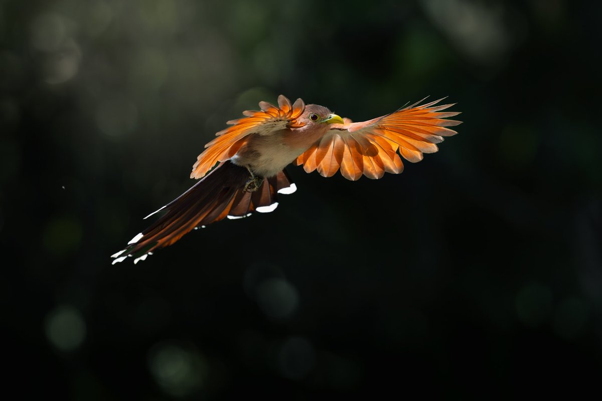 MemoGomezFoto's tweet photo. Freno de aire.
Cuco Ardilla. https://t.co/ToJcCDzweU