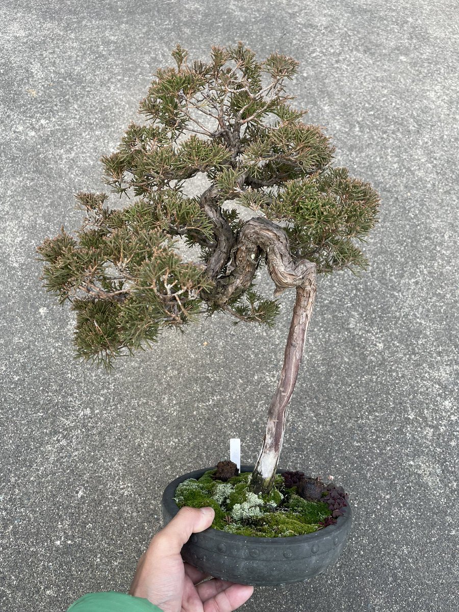 今緑緑して国風展に展示されてるシンパクは室内でちゃんと管理されて