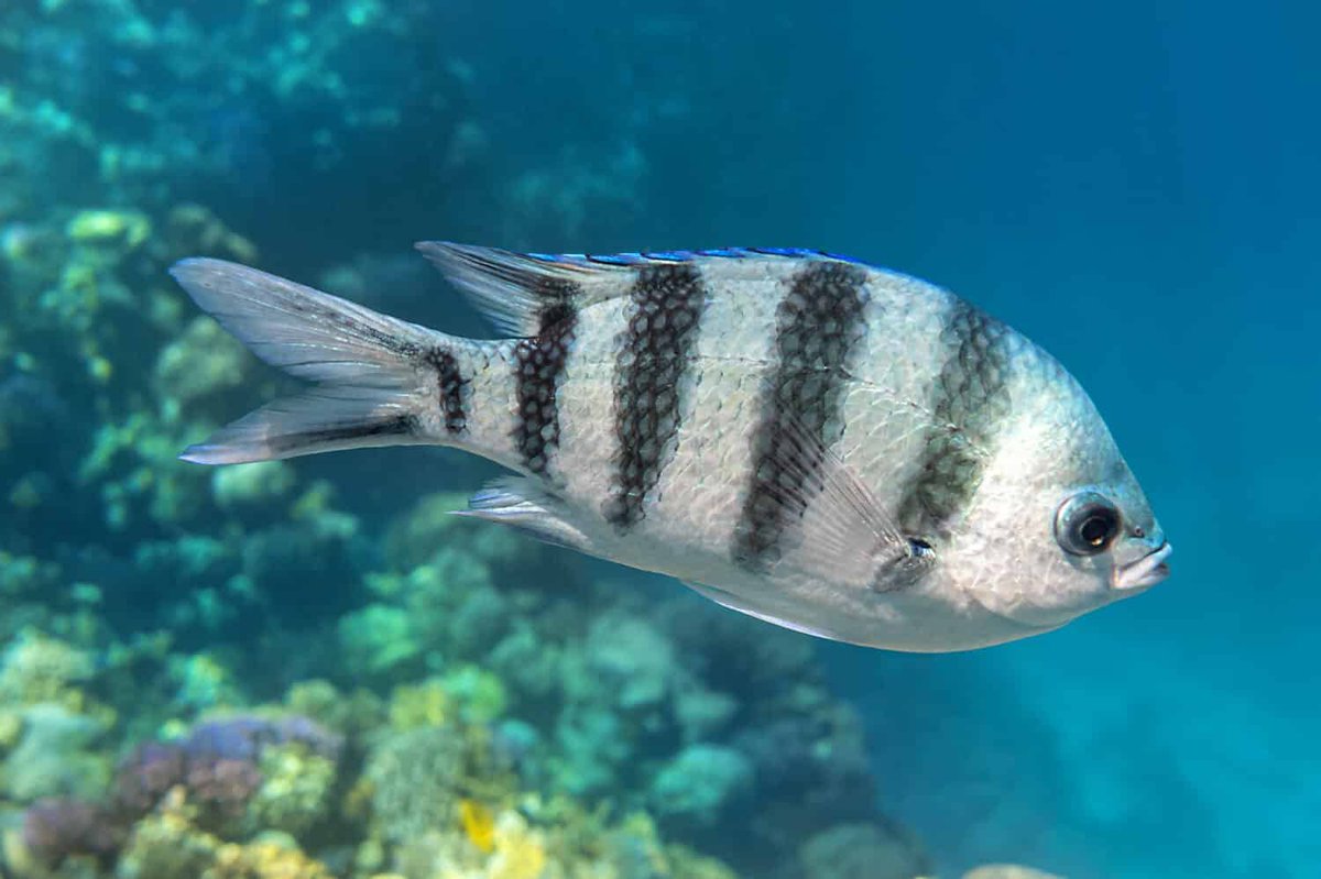 gilesforyou's tweet photo. Tonight, for your enjoyment, #FishPic Noir: "The Scissortail Sinistre". https://t.co/ulgdkQe42Q