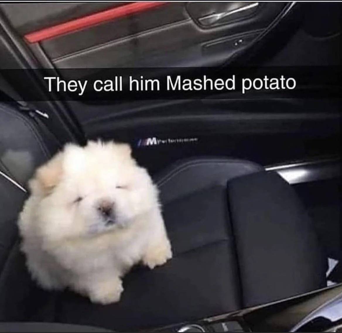 sir, that is not a dog.... that is mashed potato.