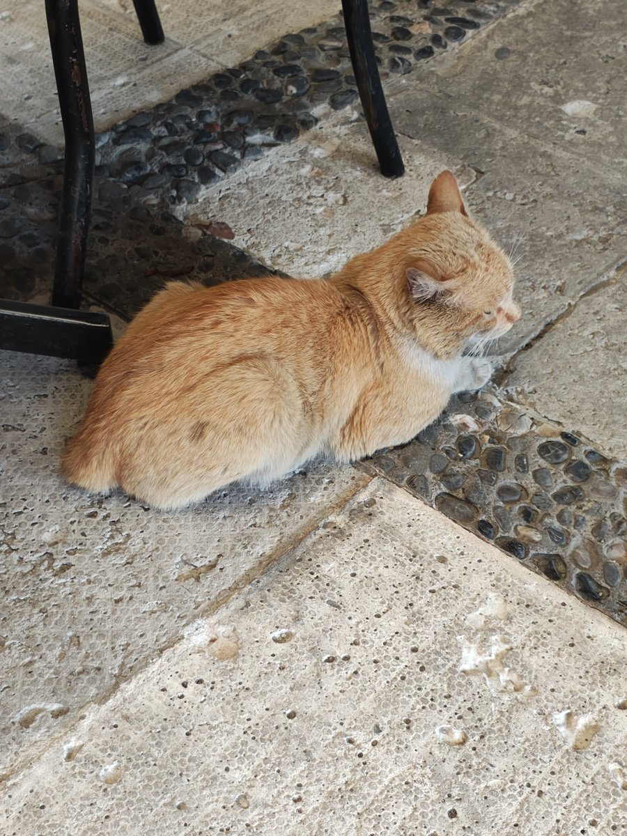 Michi es un gatito de la calle y la persona que lo cuidaba falleció, estamos buscando alguien que le pueda dar hogar temporal o definitivo en CDMX . Por el momento nosotros no hemos podido tomar el caso porque estamos saturados. Inf al (55)52972794 Por favor RT <a href="/firulaisasalvo/">Firulais a salvo</a>