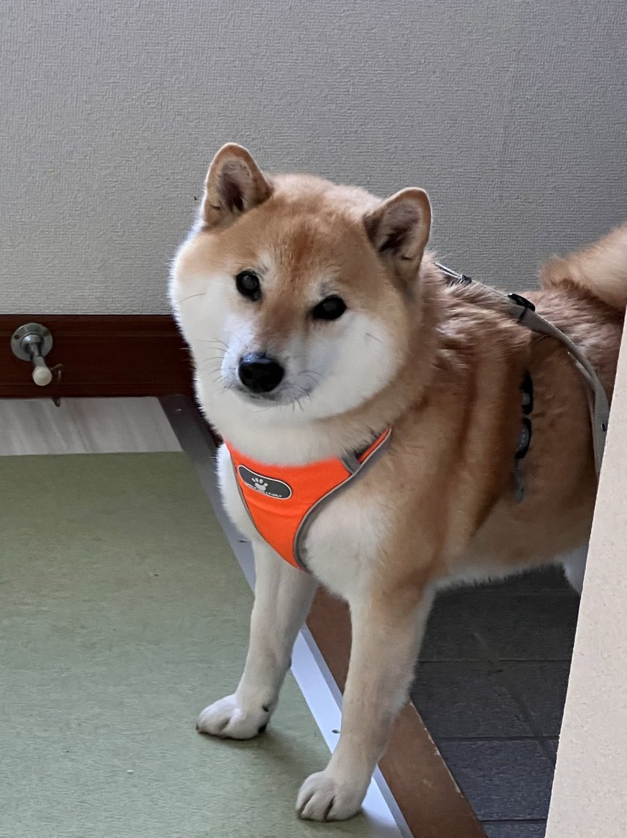 柴犬ふう太 (@fufufufufu_ta) / Posts / X