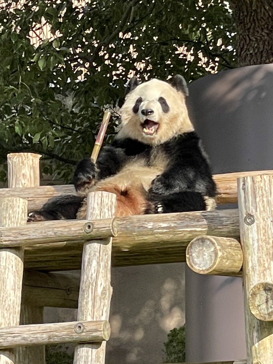 aam021690's tweet photo. 🌈🐼
23/11 https://t.co/wbsDHP3yLt