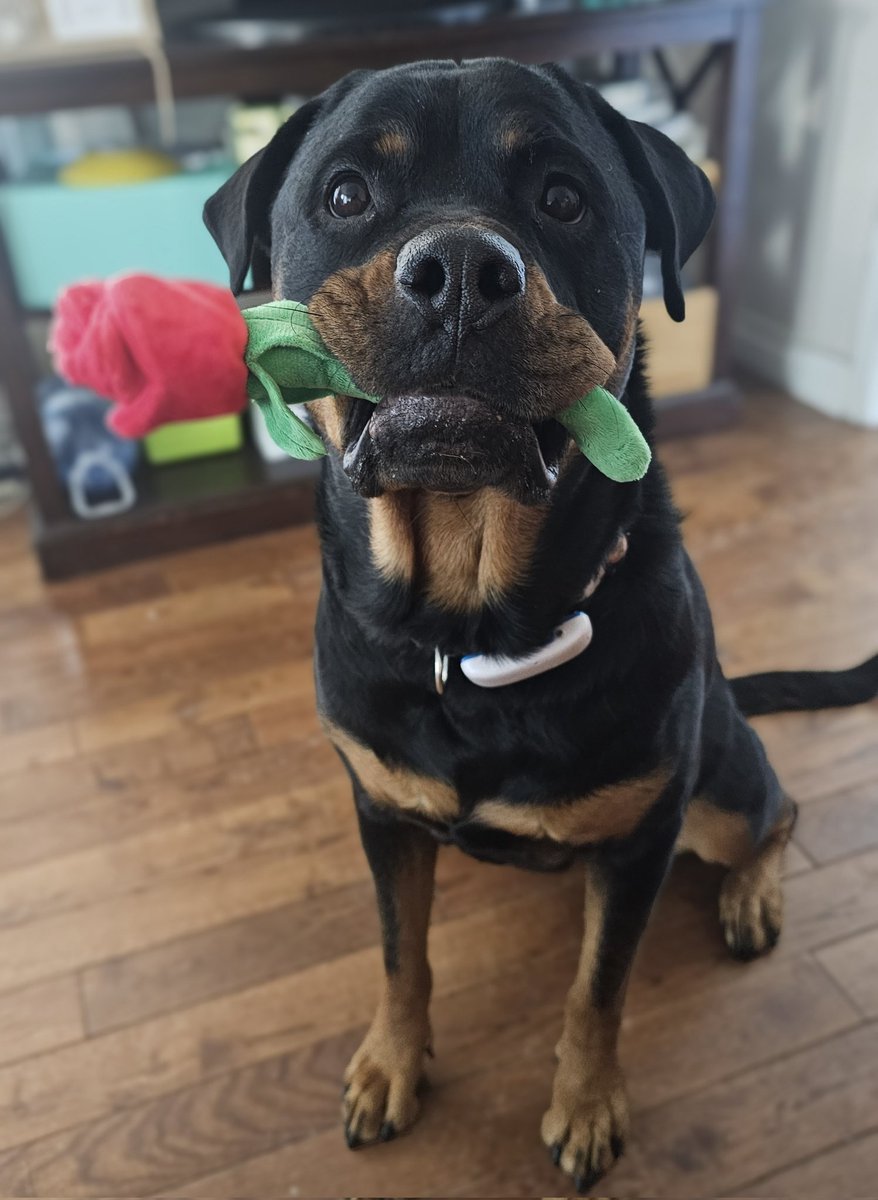 Roses are red, 
A color I can't see, 
Send bacon not flowers, 
To show you love me. 

#ValentinesDay #BestGifts