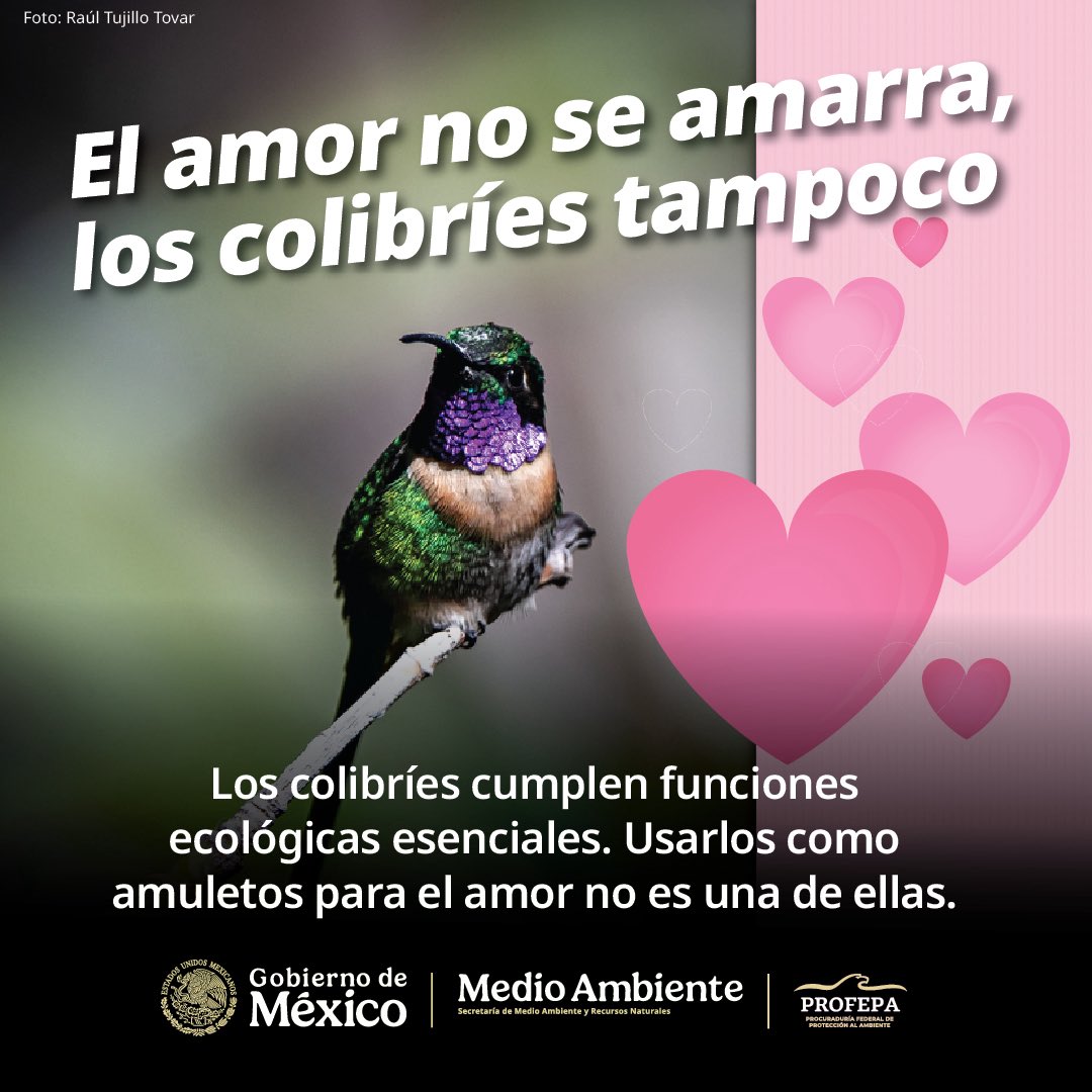 marianoosorio1's tweet photo. No comprar ni usar colibríes como amuletos y amarres para el amor

La @PROFEPA_Mx hace esta petición a propósito del 14 de febrero, además recalca que estas aves cumplen funciones esenciales para los ecosistemas, pero no para la vida amorosa.

Conservemos la biodiversidad de México.