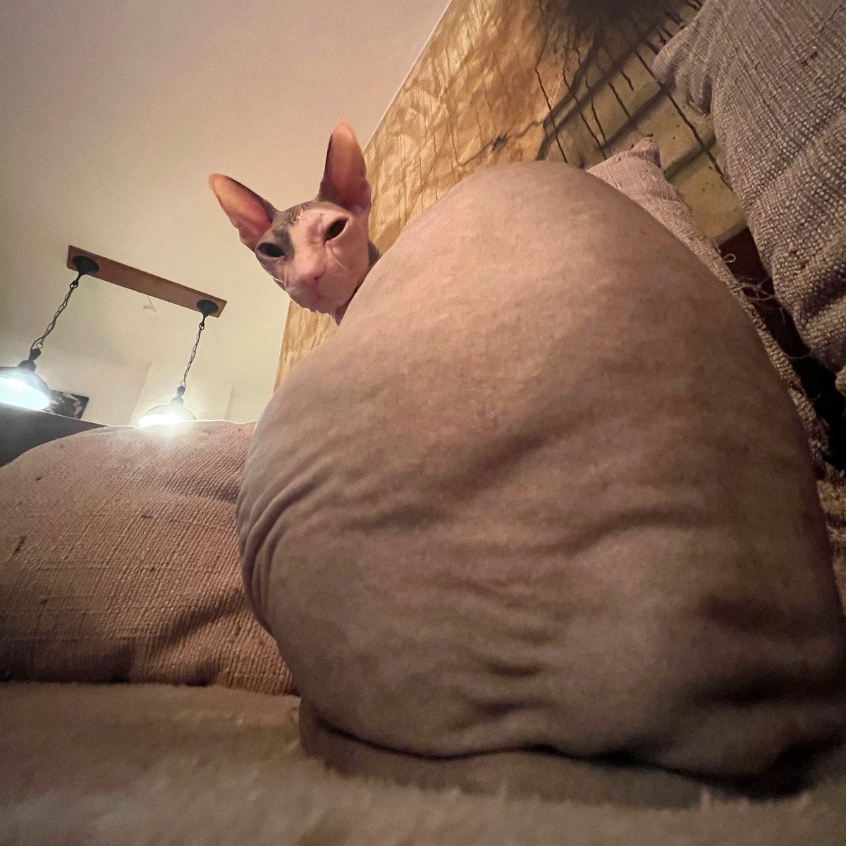 Punch Cat (@punchingcat) on Twitter photo 