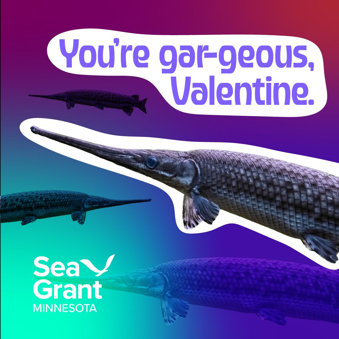 Minnesota Sea Grant | MNSG tweet media