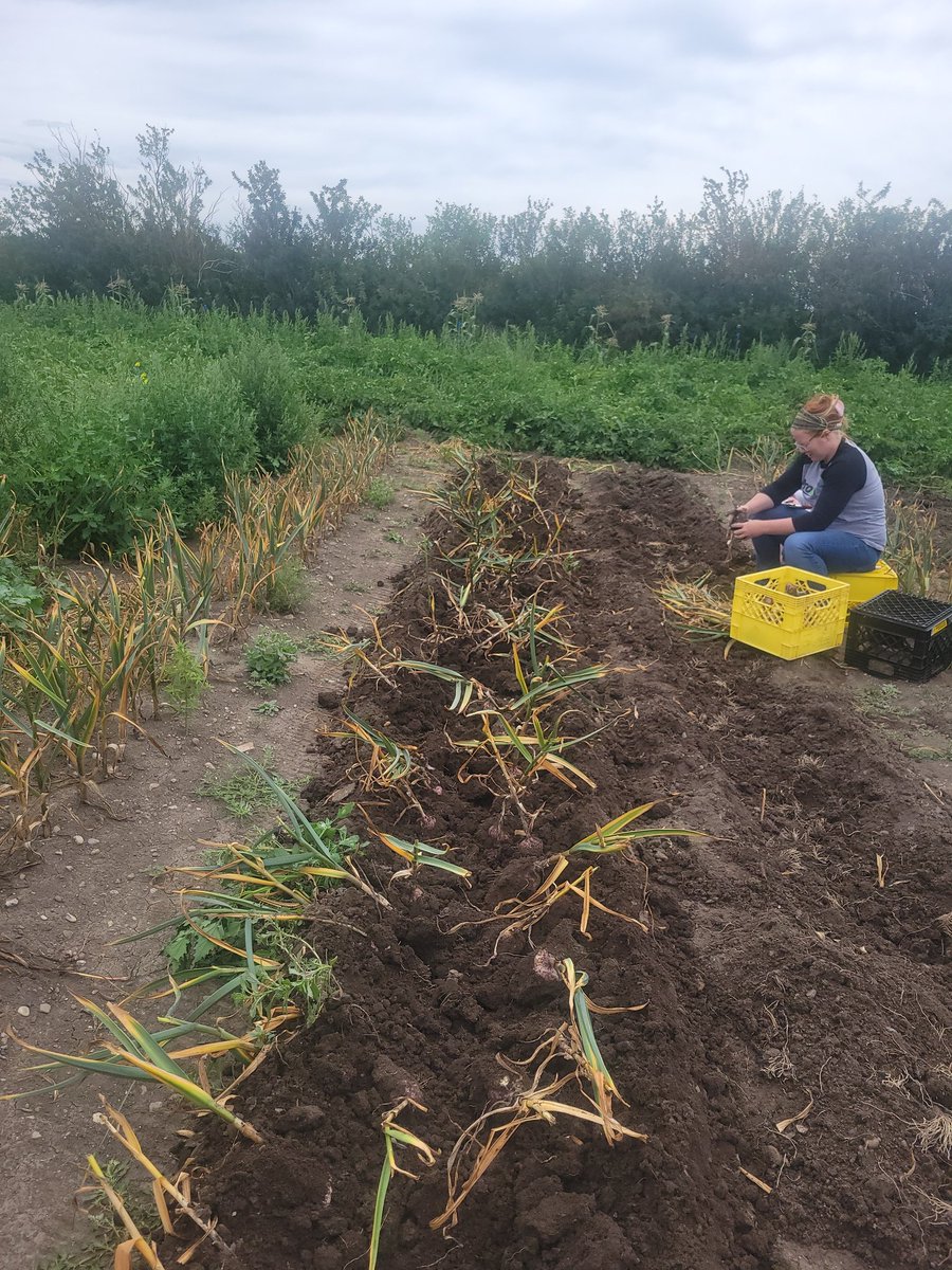 JasonTrowbridg1's tweet photo. Congratulations to my daughter and our newest agronomist. She took her CCA test today, passed both the international and the prairie provinces exams. I looked through my pictures and realized she always has the camera out, I got this one of her working on our garlic crop. https://t.co/qBP2y8JRiT