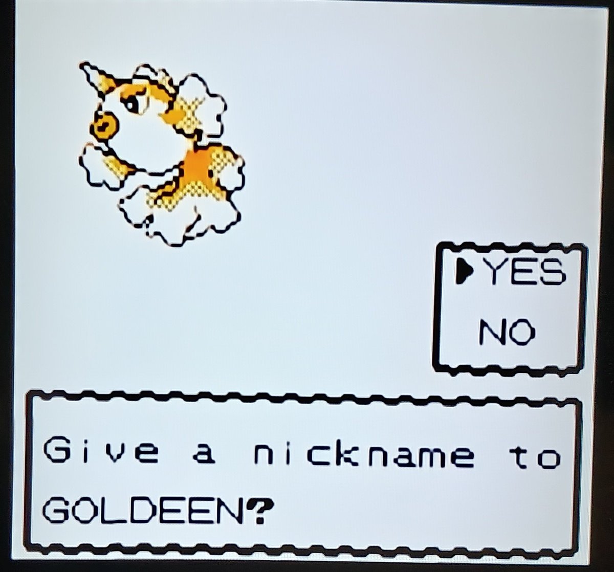 Shiny Goldeen on Route 42 in Crystal after 3492 Sweet Scent REs ✅ 

Yet again Gen 2 shinies winning over the modern day ones 🔥