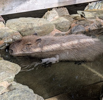 露天風呂独り占めバターちゃん！

(2025.11.30長崎バイオパーク)
