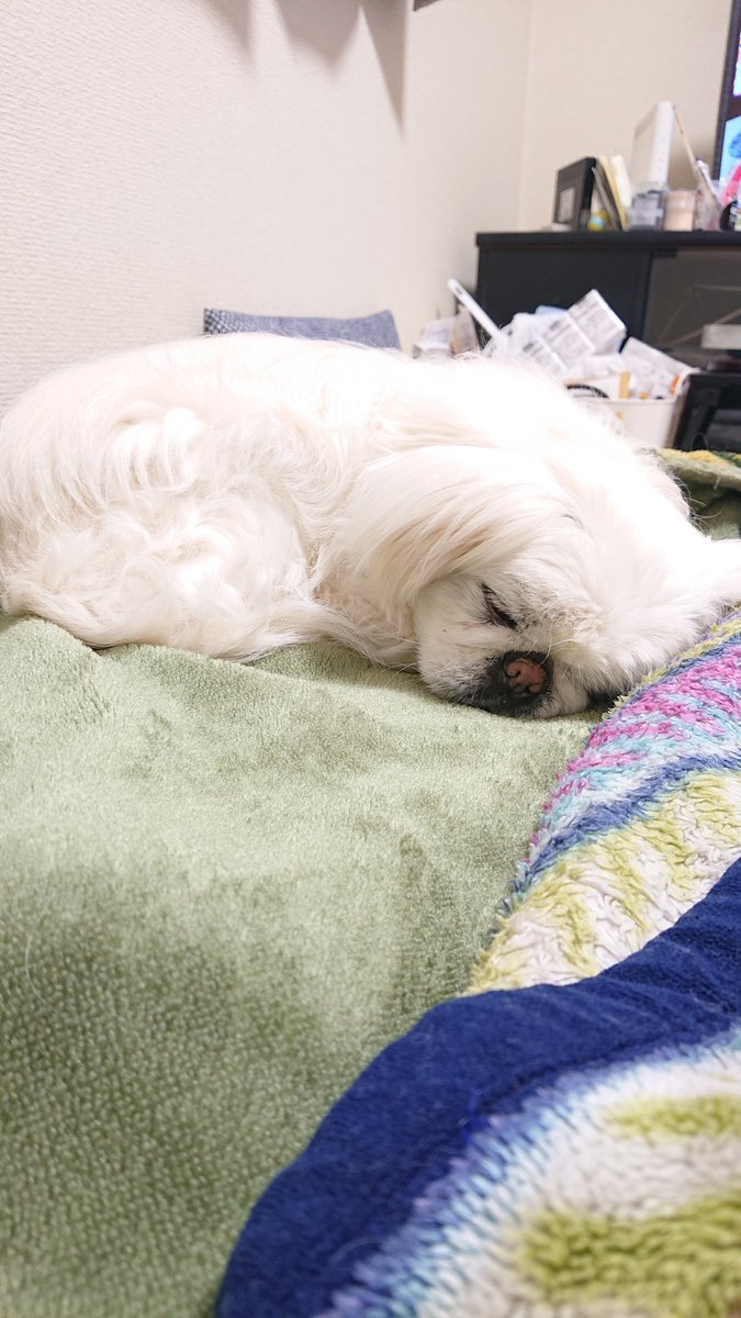 かおりん (@shiro0201_111) on Twitter photo 