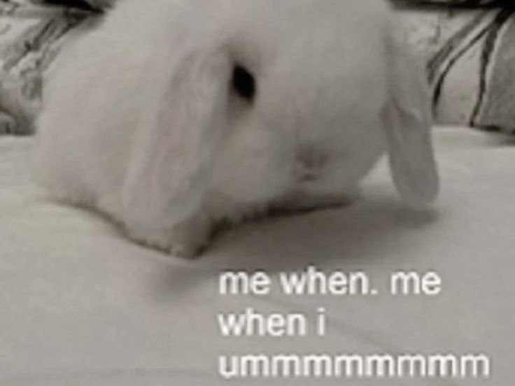 vivi !! shedtwt 🍋🎉 tweet media