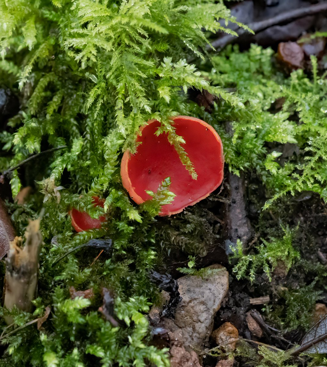 david alan bird tweet media