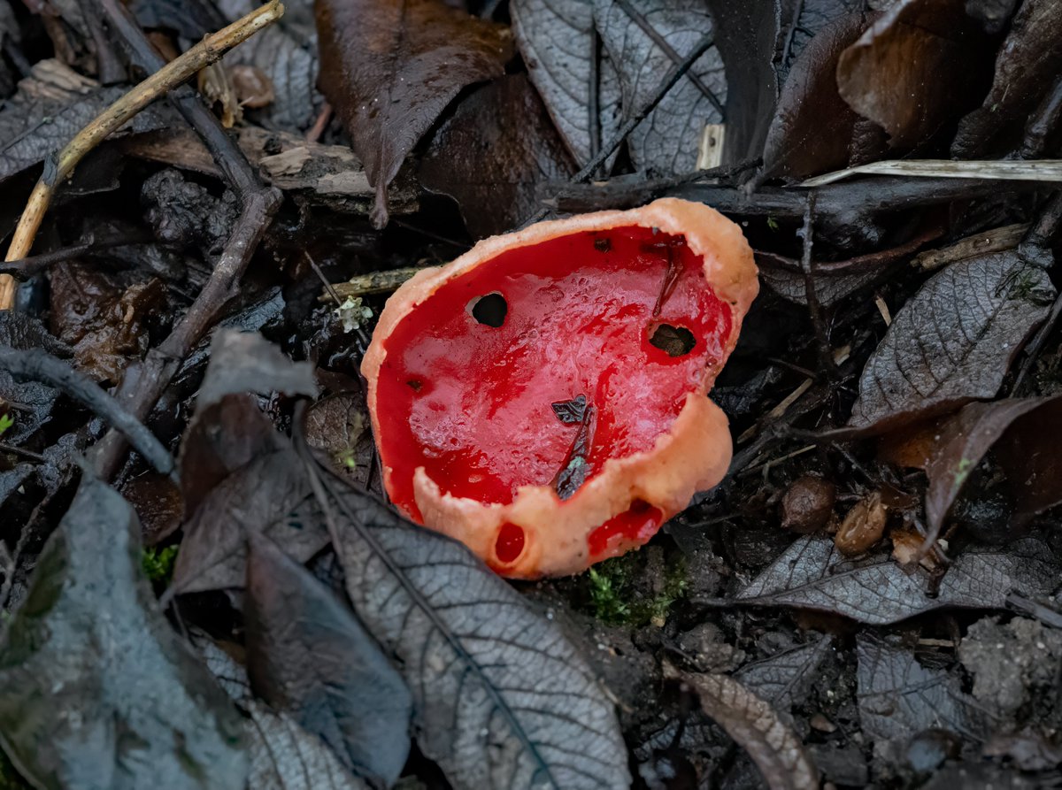 david alan bird tweet media