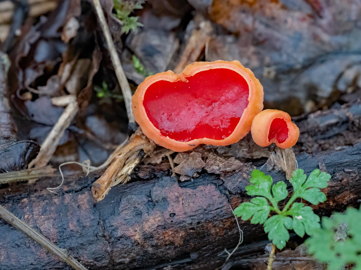 david alan bird tweet media