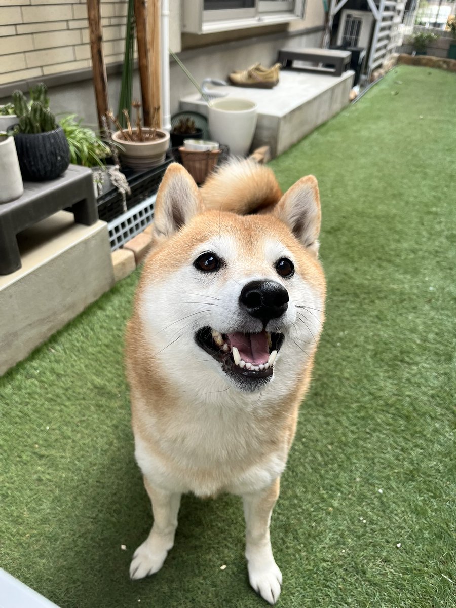 柴犬おとちゃん🐕6歳㊗️ (@0218_oto) / Posts / X