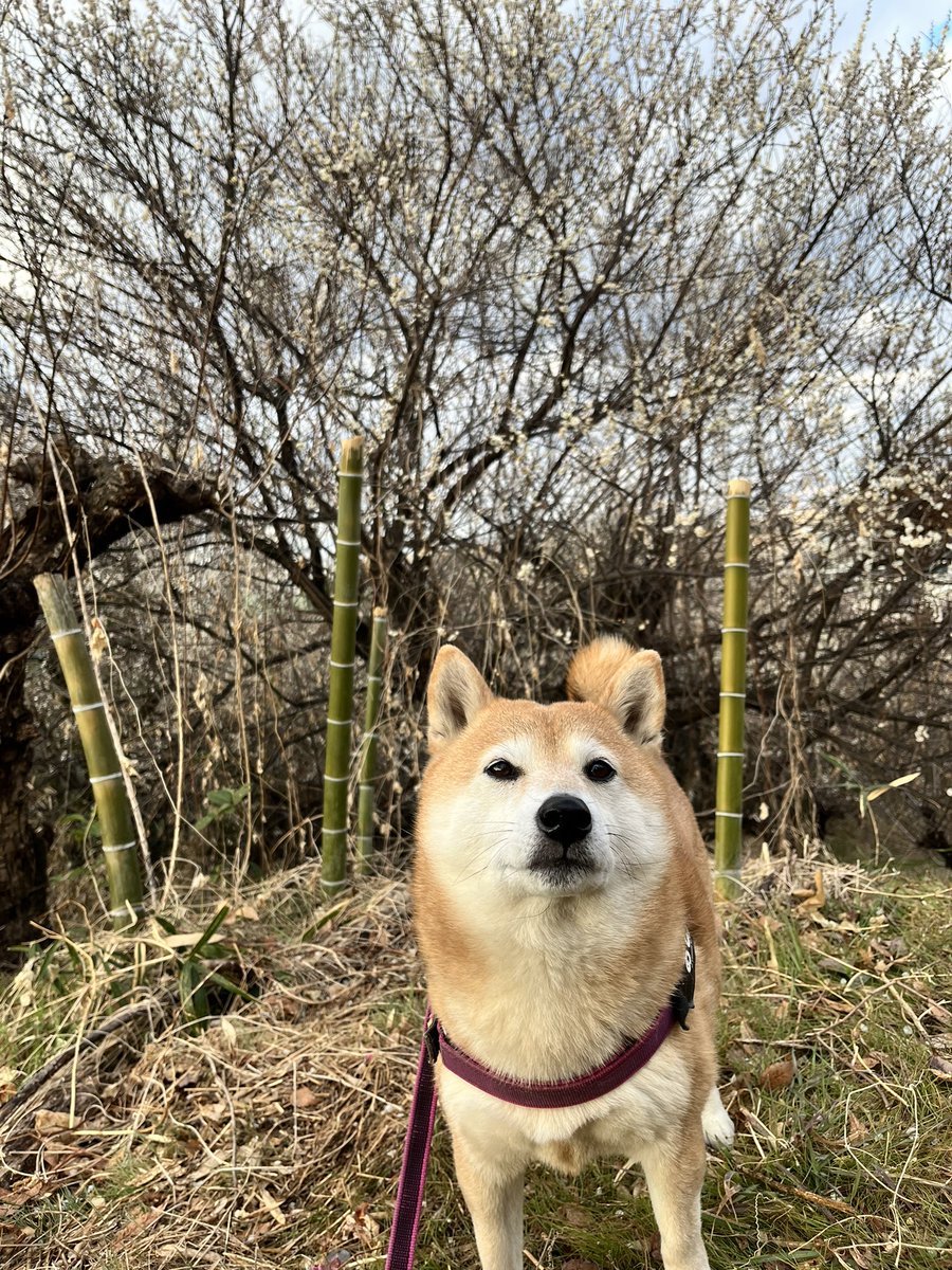 柴犬おとちゃん🐕6歳㊗️ (@0218_oto) / Posts / X
