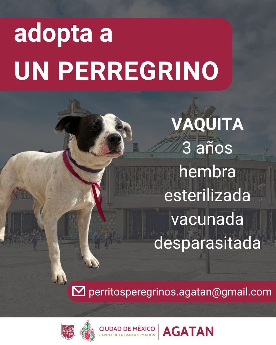 🐾Vaquita busca un hogar lleno de amor 💖

Ella es Vaquita, una de las perritas peregrinas que fue recuperada el pasado 12 de diciembre.
 Hoy está sana y lista para comenzar una nueva vida en familia. 

Adoptar transforma vidas… la suya y la tuya. 🐶❤️