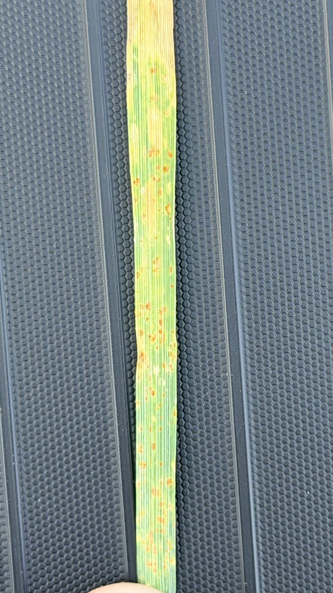 TAMU Small Grains Variety Testing Program tweet media