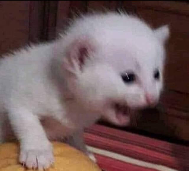 Hice unos pancitos y después ví que la harina tenía gorgojos