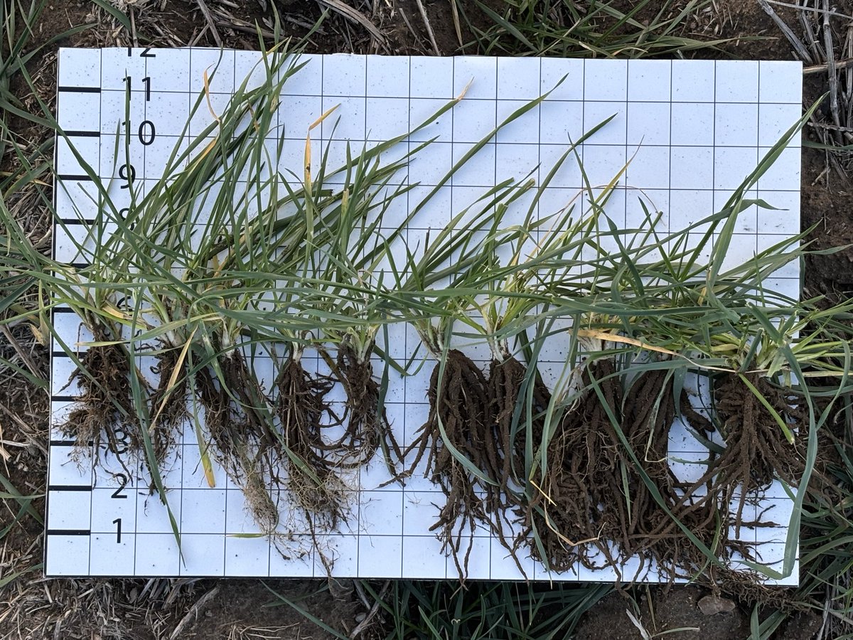 PNWcoug's tweet photo. Roots are mission critical to the start of a crop! Check out Syngenta Seedcare + Epivio Energy in Douglas County, WA…can pick it out (hint: it’s on the right side) https://t.co/qmiidW8tGL