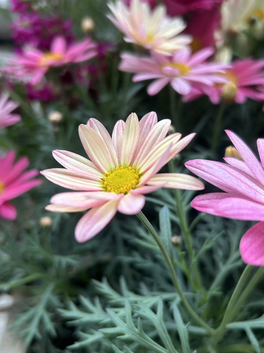 みさき tweet media