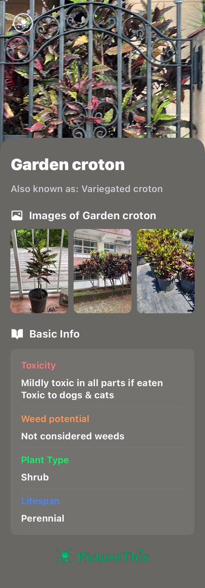 Just got this Garden croton identified by PictureThis. Check it out.Varadero, Cuba! itunes.apple.com/app/id12524971…