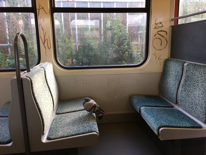 Speaking of pigeons, look who I shared my train with today. 
Berlin is very pigeon friendly.
📷  Karol Griffiths <a href="/KarolGriffs/">Karol Griffiths</a>  #December2017