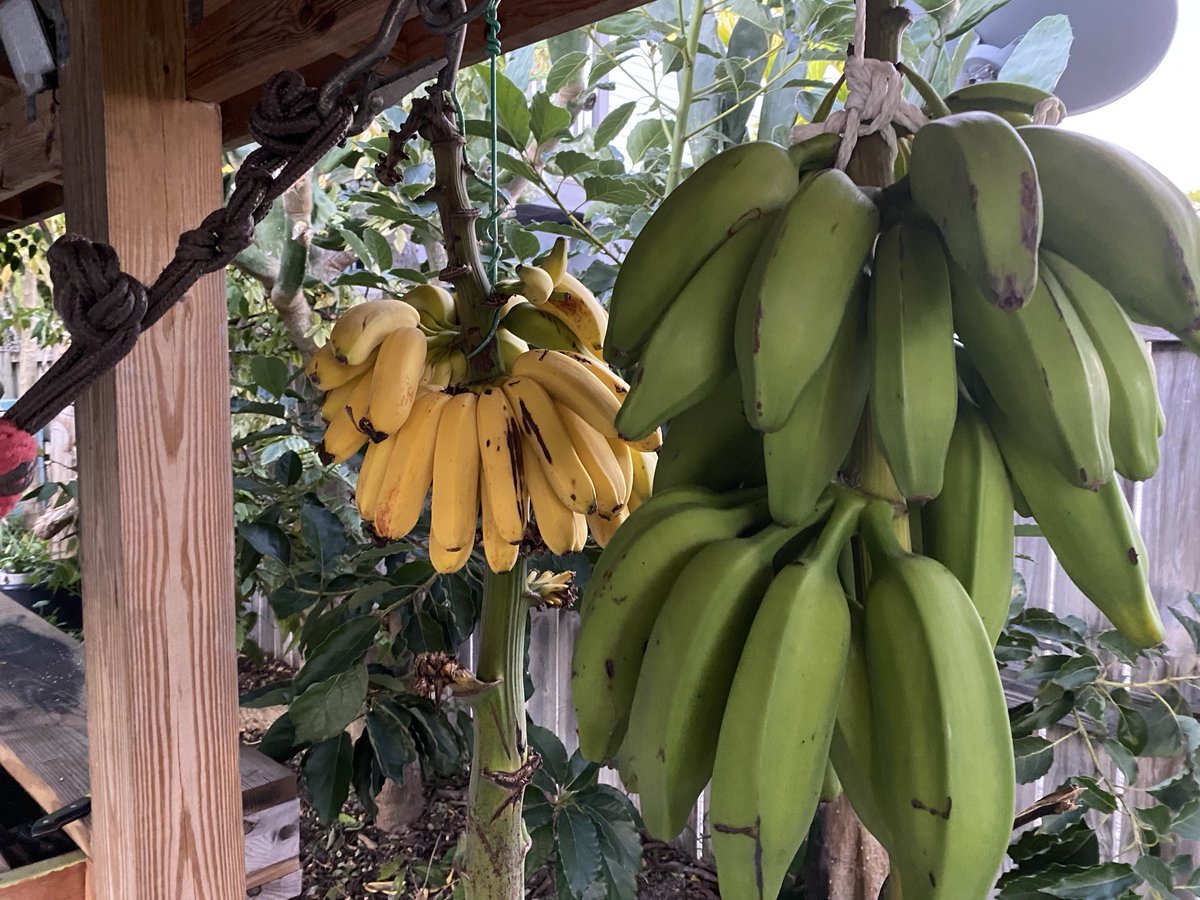 RacingToDisney's tweet image. Patience pays. Most of my vine ripened bananas are ready. Everyone needs Vitamin K (potassium). #KeysLife