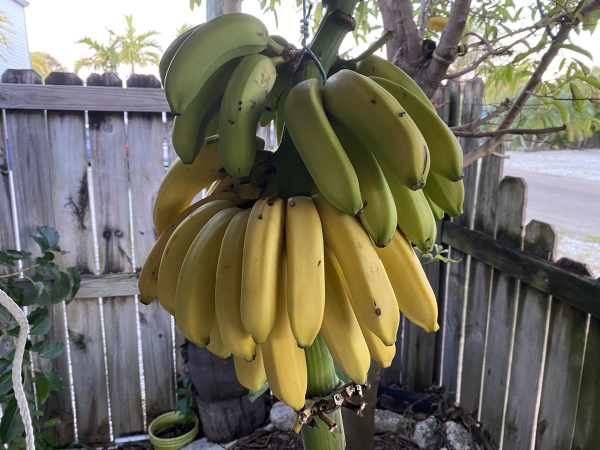 RacingToDisney's tweet image. Patience pays. Most of my vine ripened bananas are ready. Everyone needs Vitamin K (potassium). #KeysLife