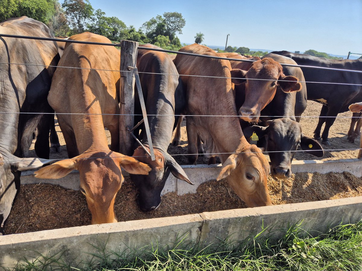 Rodolfo Kliewer 🌾🐂 tweet media