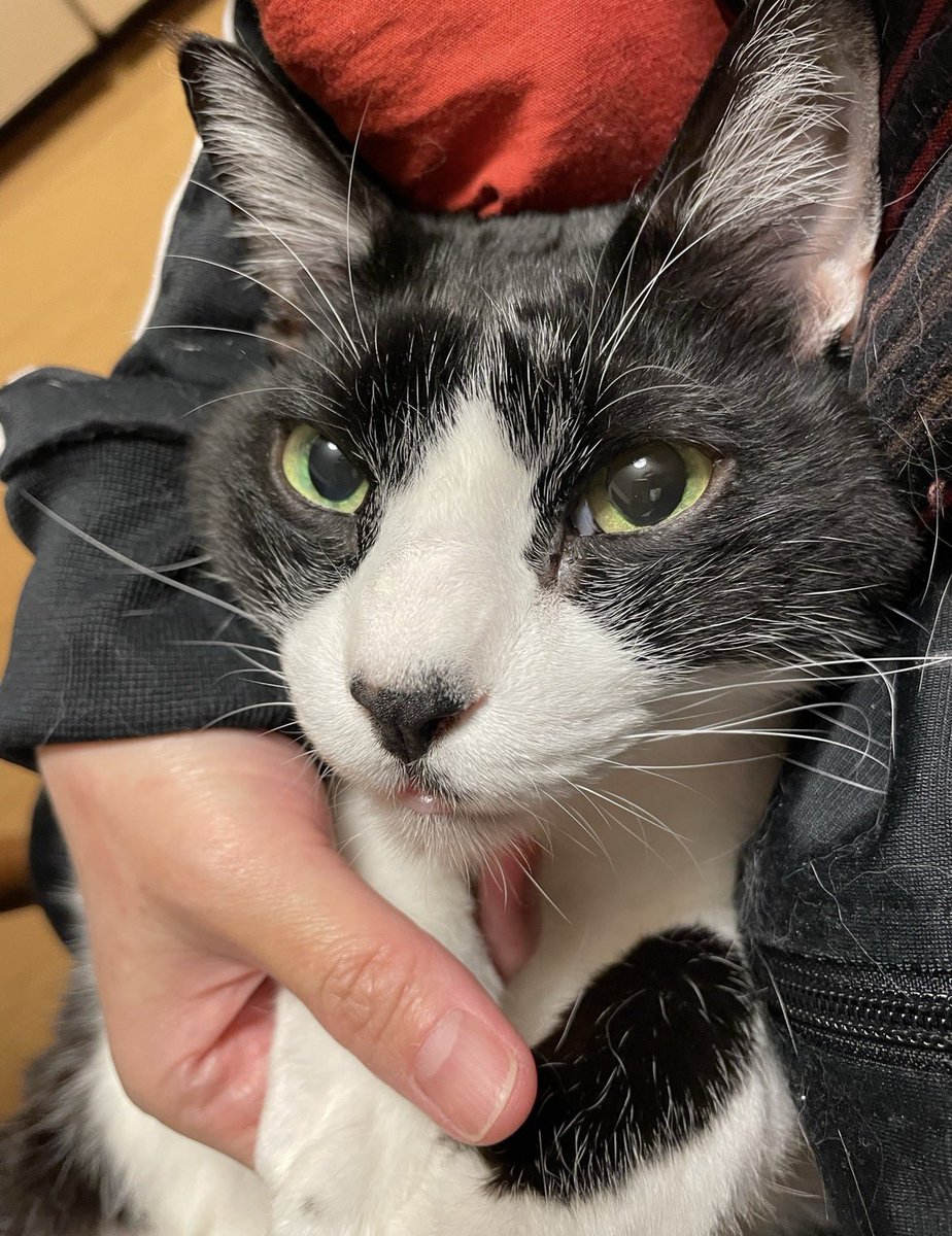 🌈🐈‍⬛ nae Ⅲ 🐈‍⬛🌈 (@_____nae_____) / Posts / X