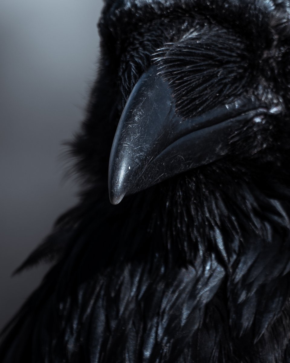 Adobe Lightroom tweet media